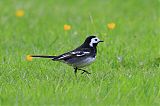 White Wagtail